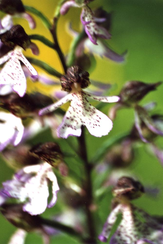 Dactylorhiza, Himantoglossum, Ophrys, Orchis